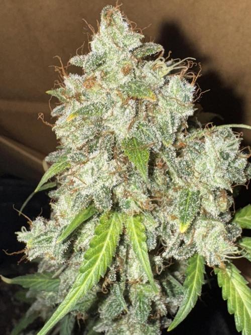 Midnight Moonshine F1 Auto - TasteBudz. Week 15