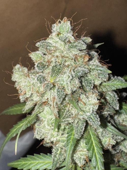 Midnight Moonshine F1 Auto - TasteBudz. Week 15