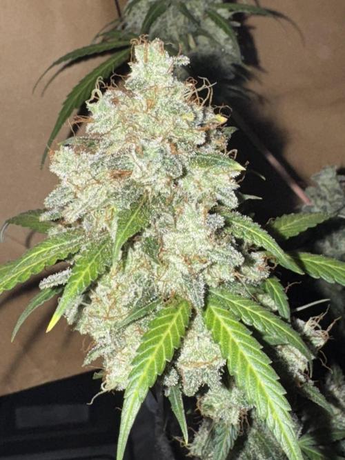 Midnight Moonshine F1 Auto - TasteBudz. Week 15