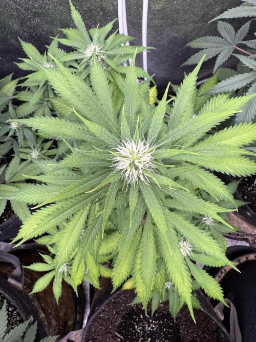 Elephant Berry Auto. Week 7