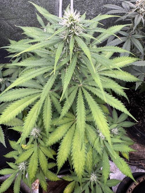 Elephant Berry Auto. Week 7