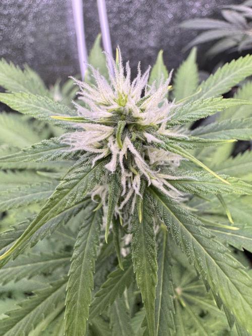 Elephant Berry Auto. Week 7