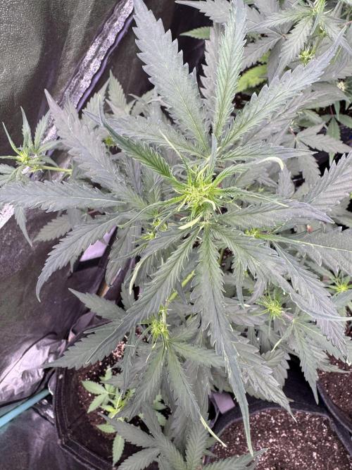 AUTO WHITE WIDOW - Divine Seeds. Week 5