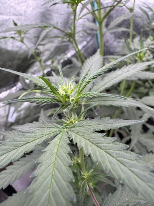 AUTO WHITE WIDOW - Divine Seeds. Week 5