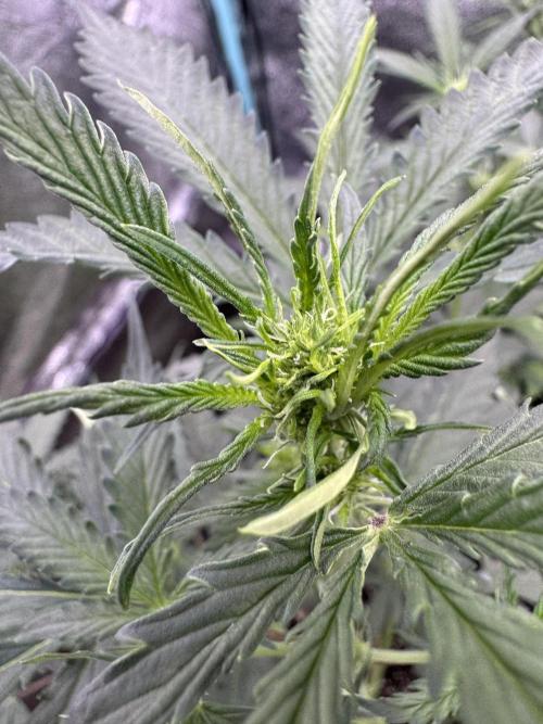 AUTO WHITE WIDOW - Divine Seeds. Week 5