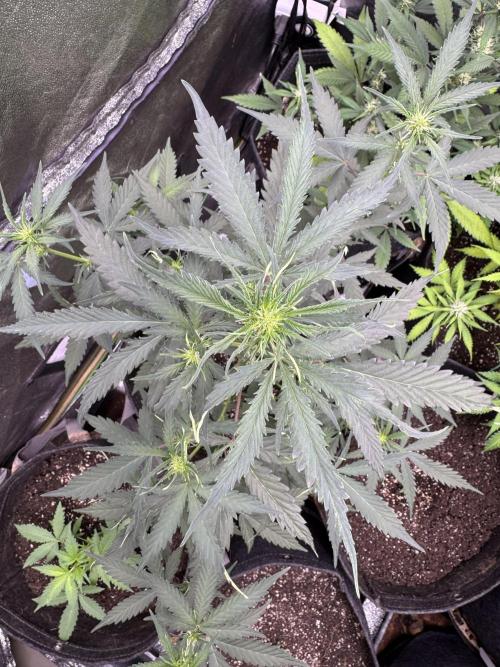 AUTO WHITE WIDOW - Divine Seeds. Week 6