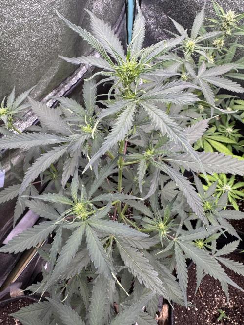 AUTO WHITE WIDOW - Divine Seeds. Week 6