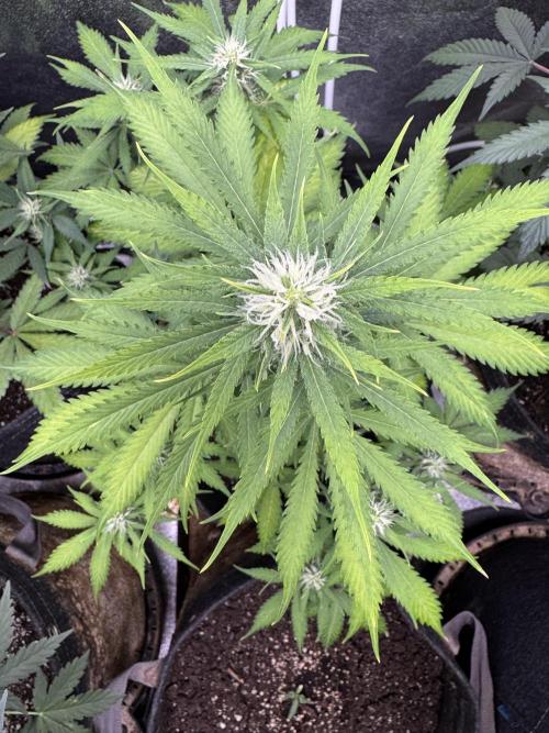 Elephant Berry Auto. Week 8