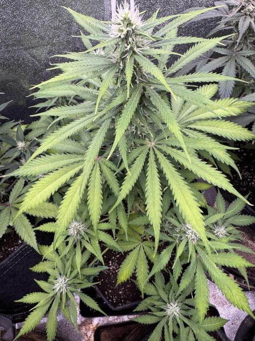 Elephant Berry Auto. Week 8