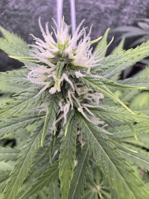 Elephant Berry Auto. Week 8