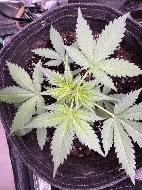 Caramel Auto - FastBuds. Week 4