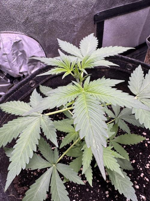 Caramel Auto - FastBuds. Week 4