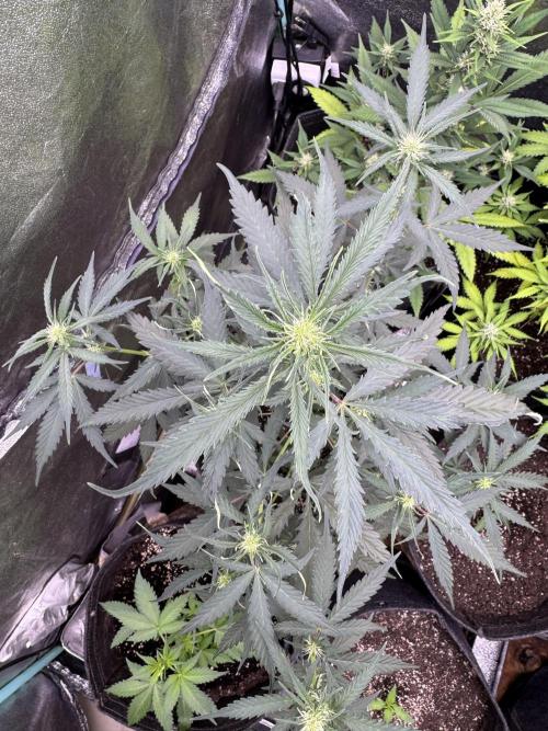 AUTO WHITE WIDOW - Divine Seeds. Week 6