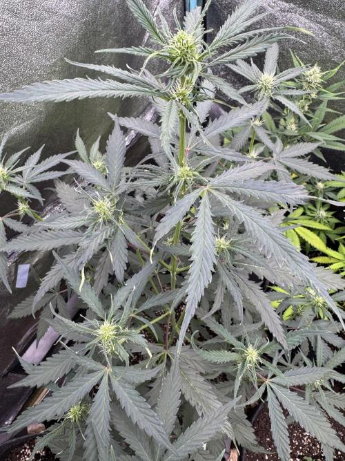 AUTO WHITE WIDOW - Divine Seeds. Week 6