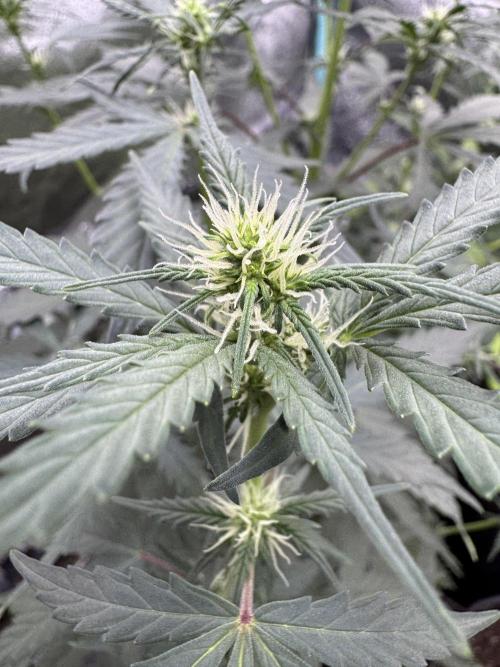 AUTO WHITE WIDOW - Divine Seeds. Week 6