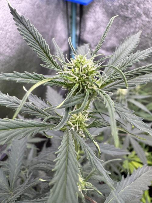 AUTO WHITE WIDOW - Divine Seeds. Week 6