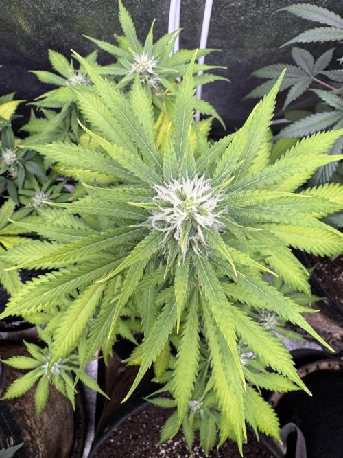 Elephant Berry Auto. Week 8