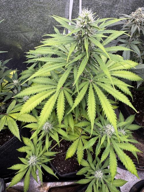 Elephant Berry Auto. Week 8