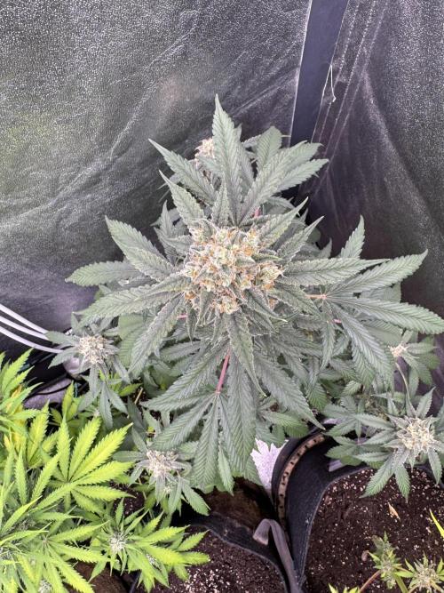 Auto Opium - Divine Seeds. Week 10