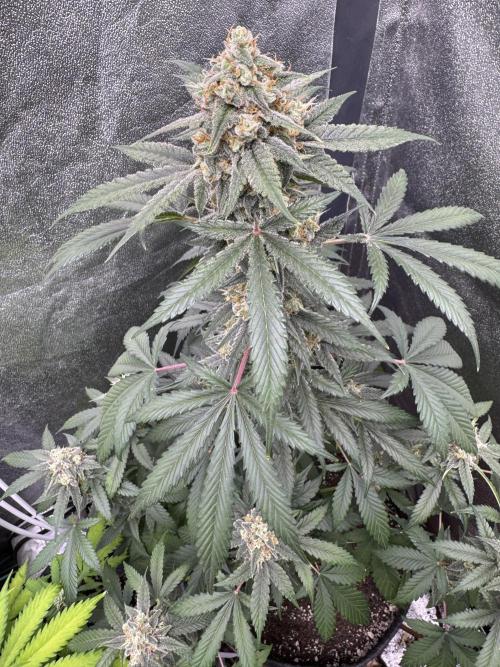 Auto Opium - Divine Seeds. Week 10