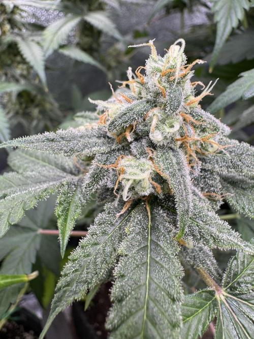 Auto Opium - Divine Seeds. Week 10