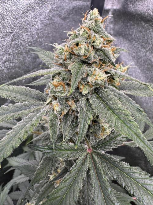 Auto Opium - Divine Seeds. Week 10