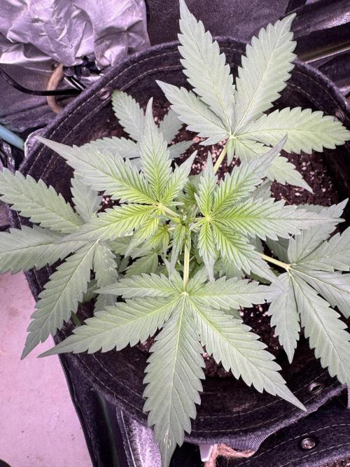 Caramel Auto - FastBuds. Week 4