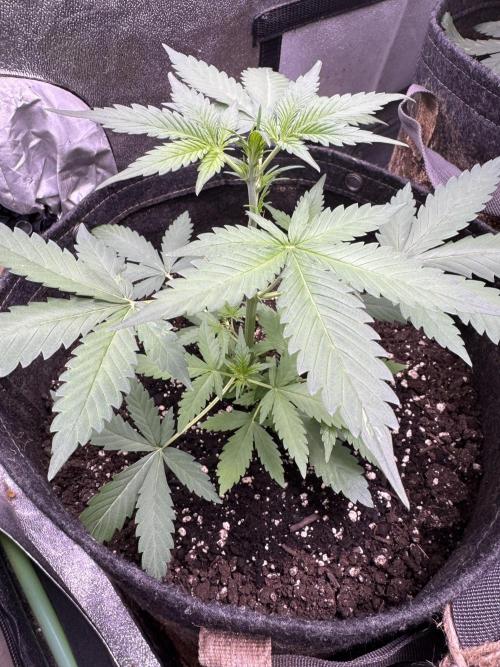 Caramel Auto - FastBuds. Week 4