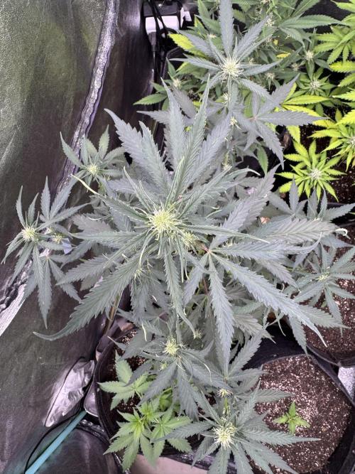 AUTO WHITE WIDOW - Divine Seeds. Week 6