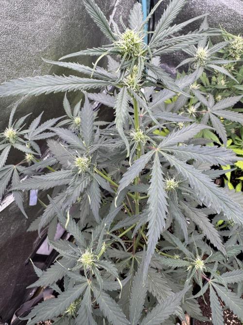 AUTO WHITE WIDOW - Divine Seeds. Week 6