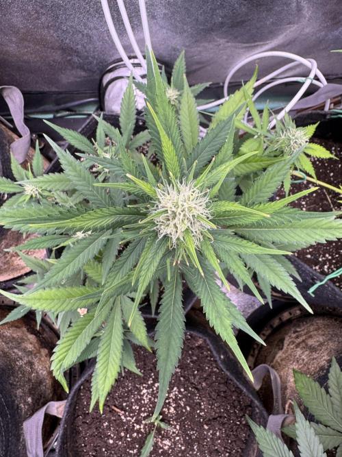 Zkittelz XL Auto - Ganja Farmer Seeds. Week 8