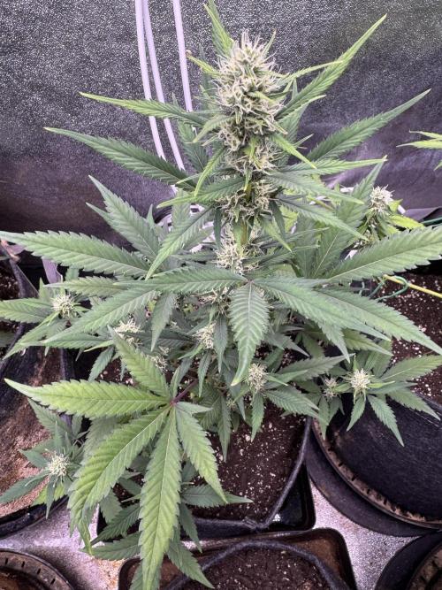 Zkittelz XL Auto - Ganja Farmer Seeds. Week 8