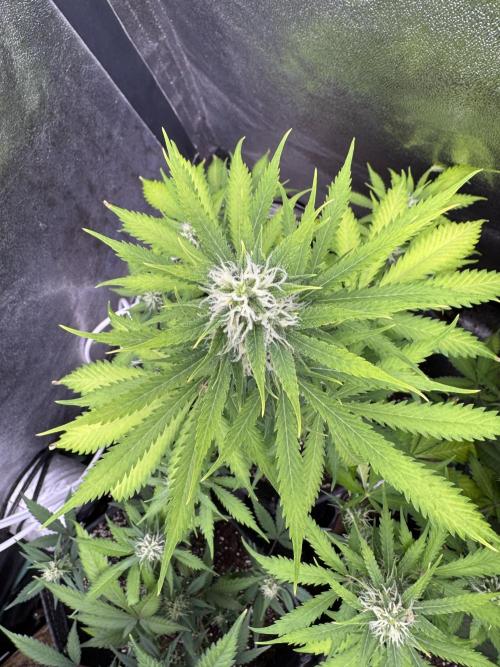 Elephant Berry Auto. Week 8