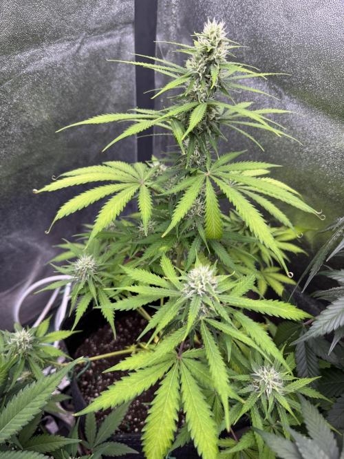 Elephant Berry Auto. Week 8