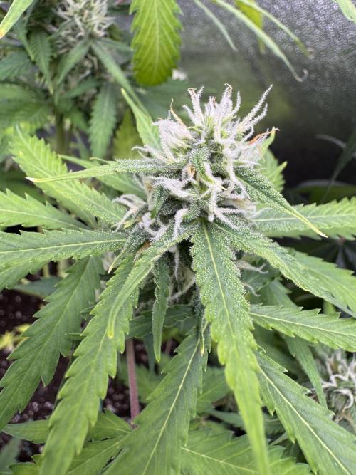 Elephant Berry Auto. Week 8