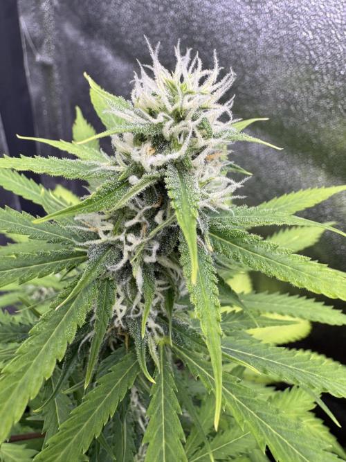 Elephant Berry Auto. Week 8