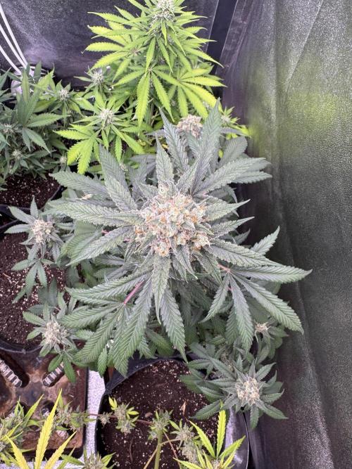 Auto Opium - Divine Seeds. Week 10