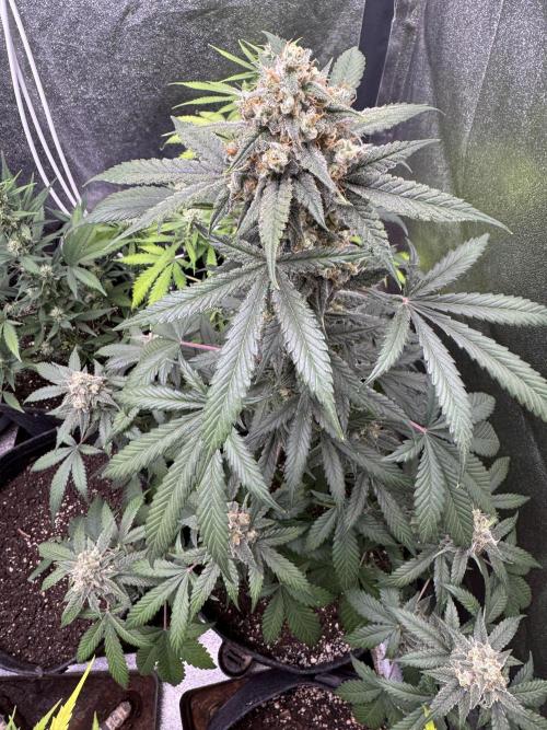 Auto Opium - Divine Seeds. Week 10