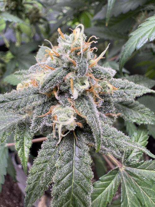 Auto Opium - Divine Seeds. Week 10