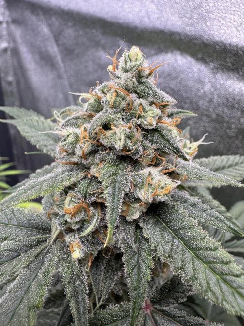 Auto Opium - Divine Seeds. Week 10