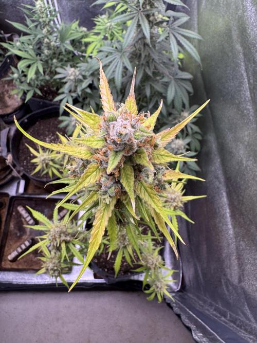 AUTO FRACTAL - Divine Seeds. Week 11