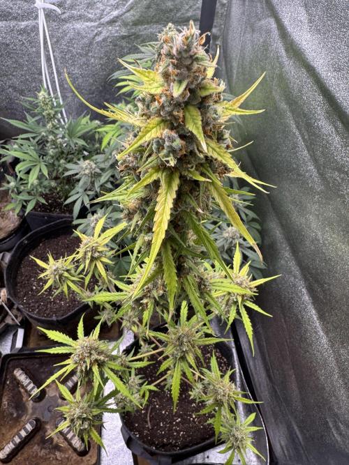 AUTO FRACTAL - Divine Seeds. Week 11