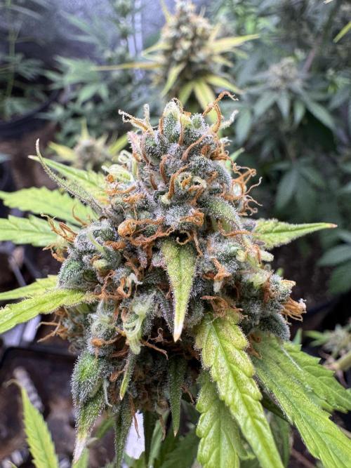 AUTO FRACTAL - Divine Seeds. Week 11