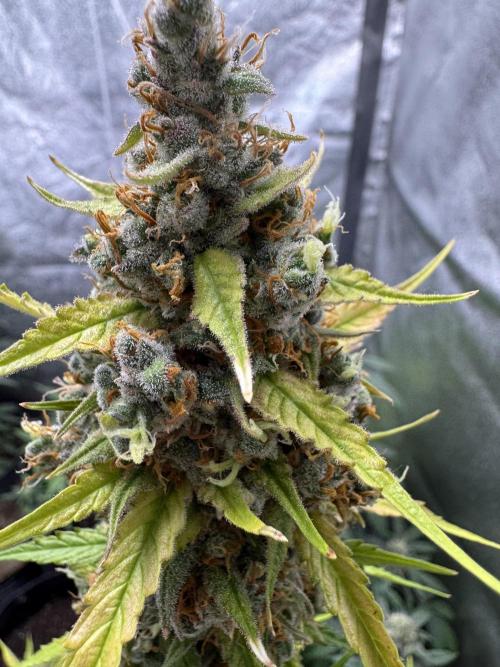 AUTO FRACTAL - Divine Seeds. Week 11