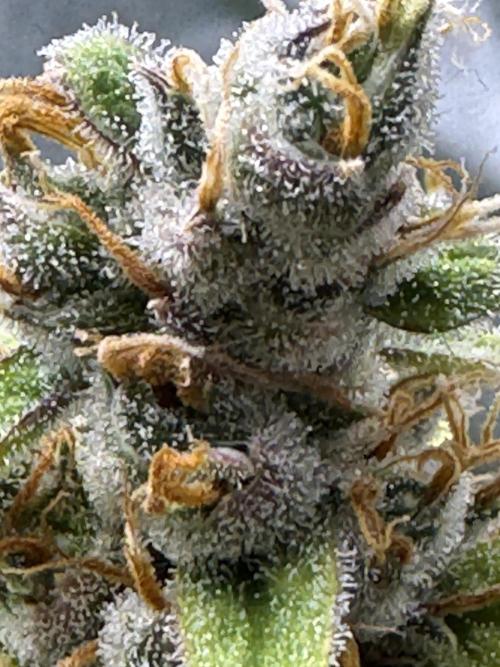 AUTO FRACTAL - Divine Seeds. Week 11