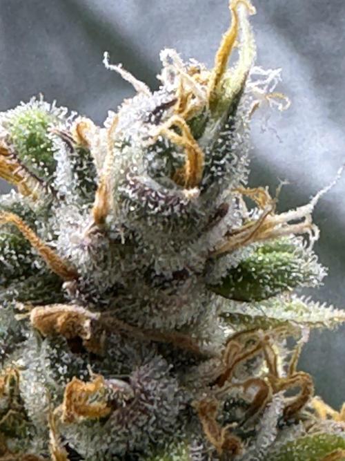 AUTO FRACTAL - Divine Seeds. Week 11