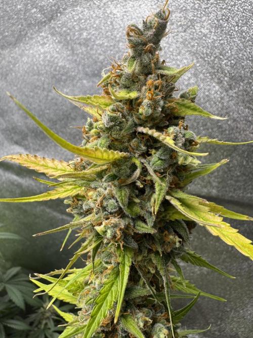 AUTO FRACTAL - Divine Seeds. Week 11