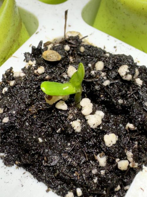 Apple Betty Auto from Herbies Seeds. Week 0