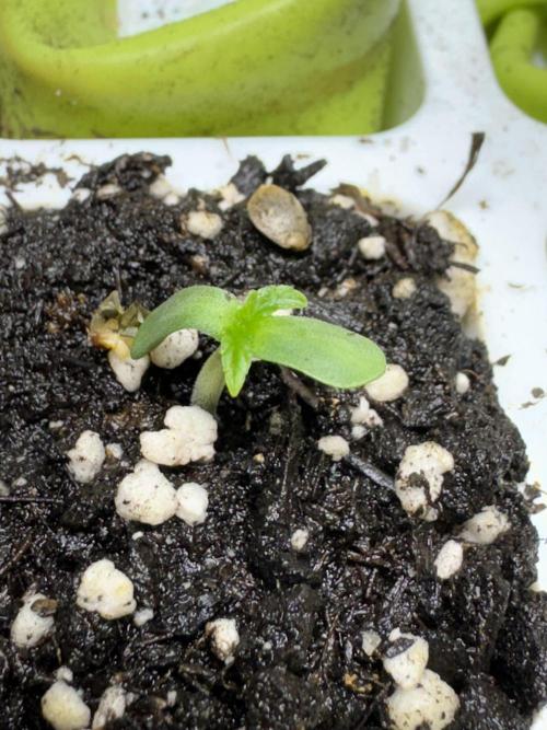 Apple Betty Auto from Herbies Seeds. Week 0