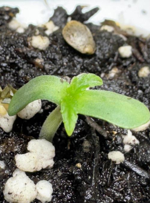 Apple Betty Auto from Herbies Seeds. Week 0